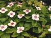 Bunchberry, Dogwood Flower cluster